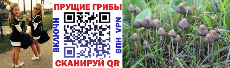 дарнет шоп  Оленегорск  Галлюциногенные грибы GOLDEN TEACHER 